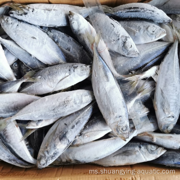 Ikan mackerel kuda beku berkualiti untuk harga pemasaran